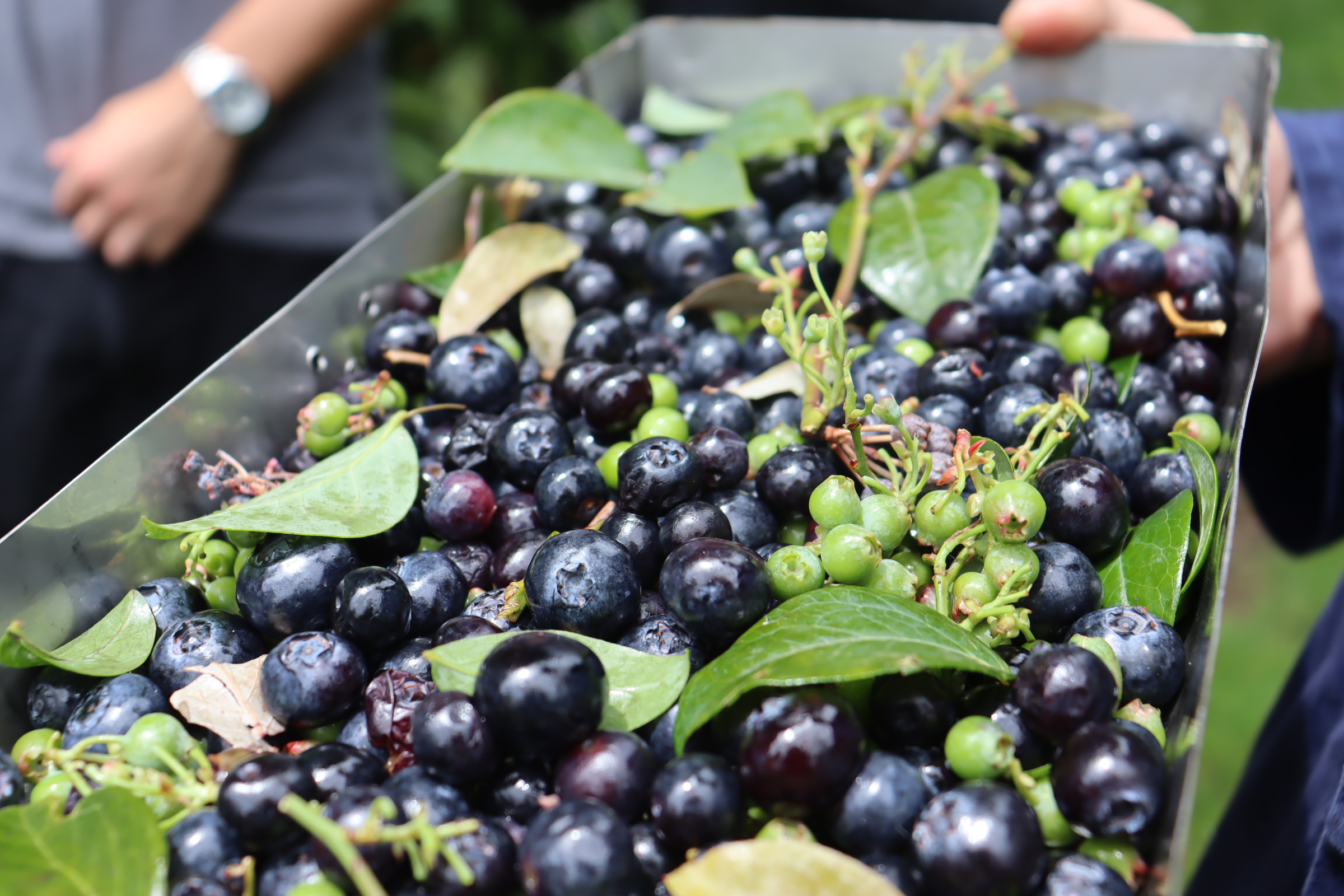 BerryBrain on a harvester