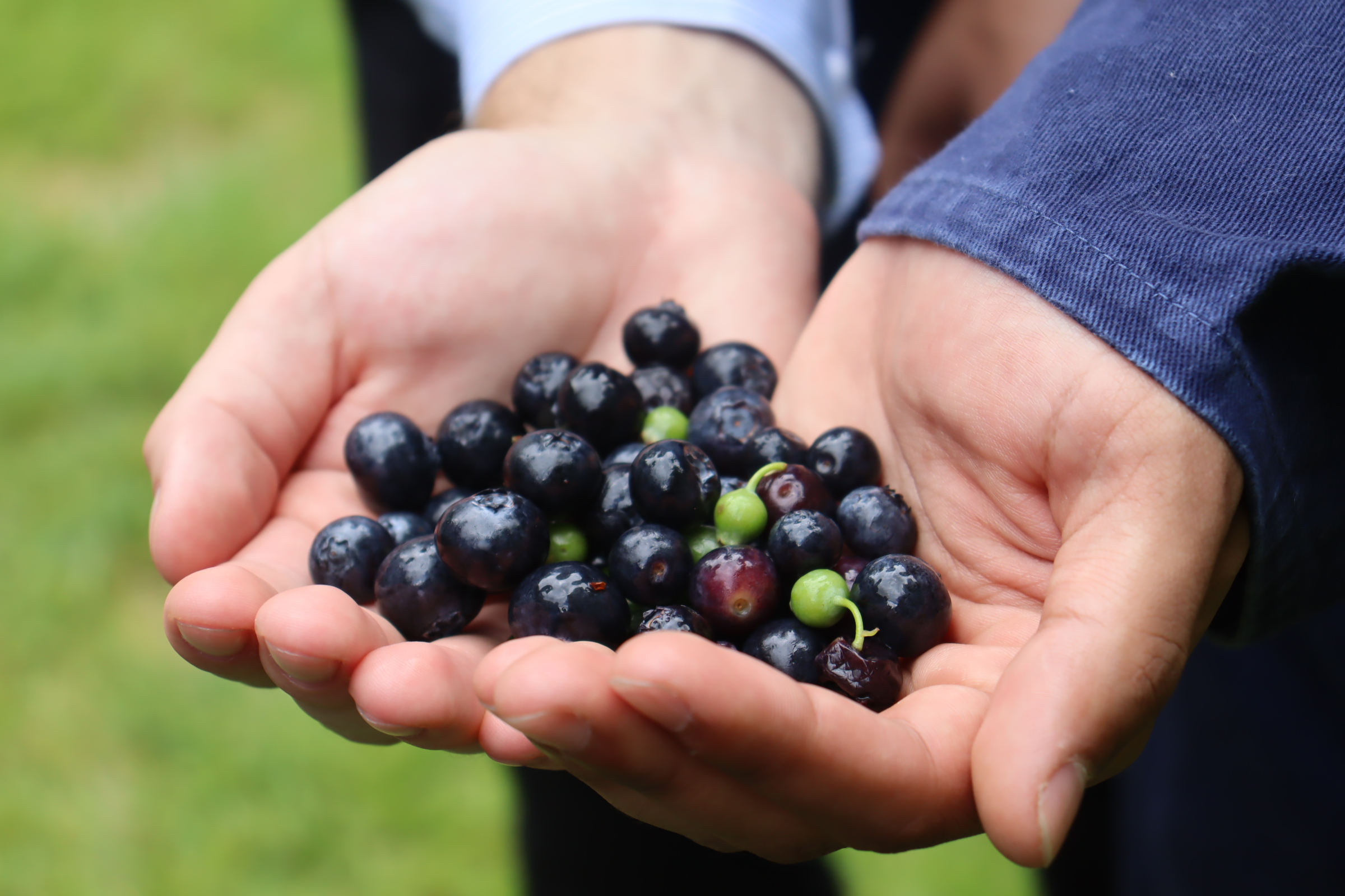 BerryBrain on a harvester