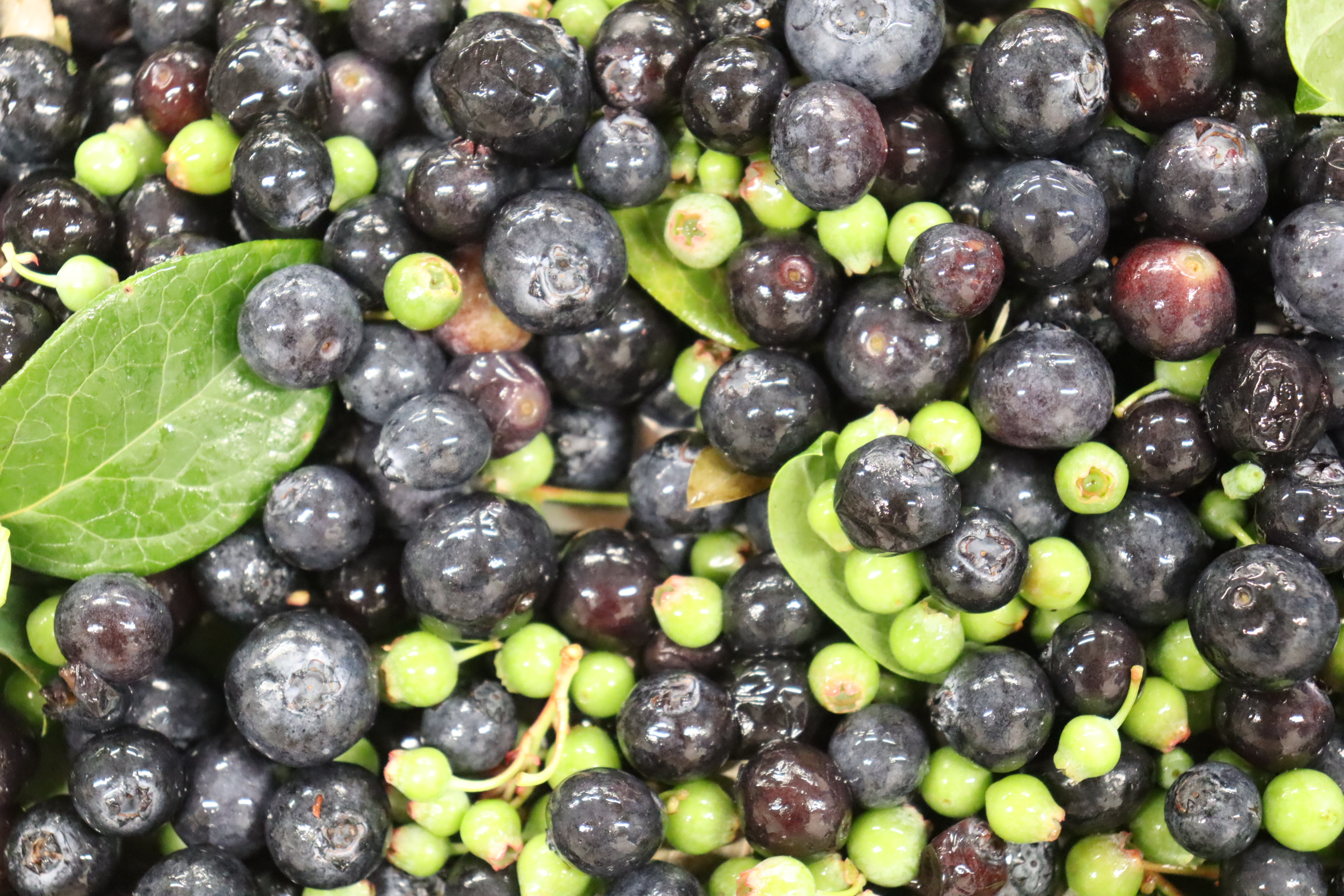 Farmland Efficiency Team